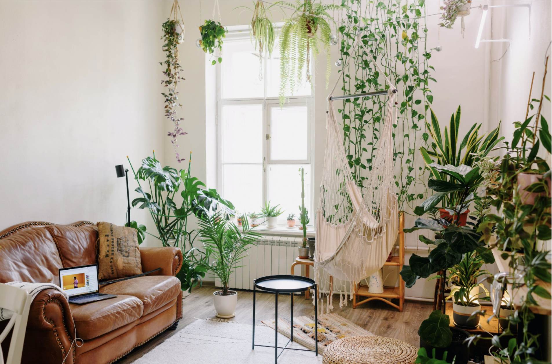 living room with many hanging green plants and cream walls